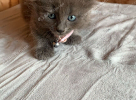 Female grey kitten