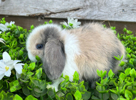Gorgeous Mini lops