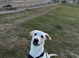 Labrador x German Shepherd Looking for loving home