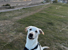 18 month old Labrador x German Shepherd looking for his forever home