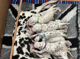 Three KC registered Dalmatian puppies left