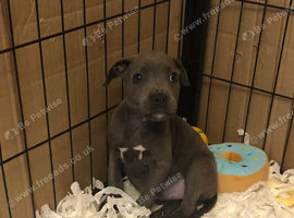 Last DNA health clear blue staffy girl pup