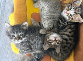 4 stunning kittens 9 weeks old