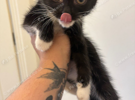 Black and white kitten
