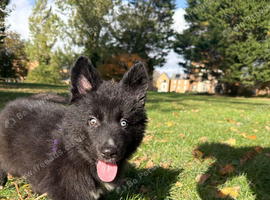 German shepherd Mix female pup
