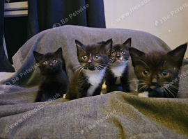 Kittens for sale 8 weeks old