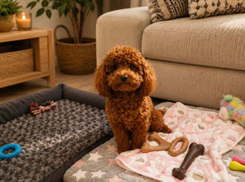 Astonishing! High Quality Toy Poodle Pups.