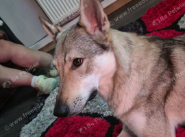 Czechoslovakian Wolfhound