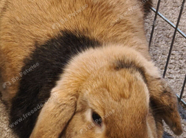 Neutered 6 month male rabbit