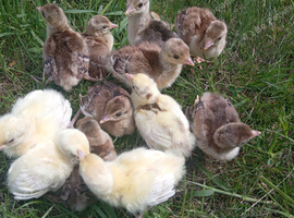 Peafowl chicks from peacocks and peahens