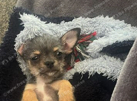 Stunning blue male chihuahua
