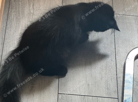 Kitten black