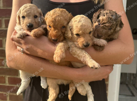 Cockapoo F1BB Puppies