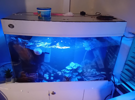 Full turtals set up