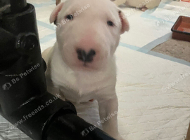 7 x KC Registered English Bullterrier Puppy&rsquo;s