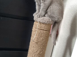 Cute Scottish fold  Three kittens available