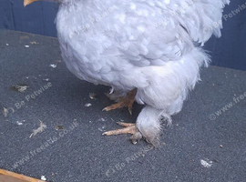 1 lavender pekin bantam chicken