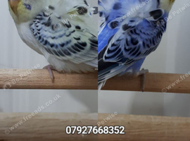 Beautiful TCB Hagaromo Budgie Pair