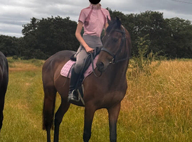 15.1 5 year old TB gelding