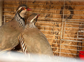 quail+ partridge eggs