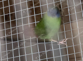 Bluefaced parrot finch- male