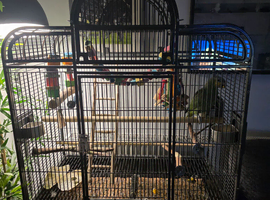Hand reared amazon with cage