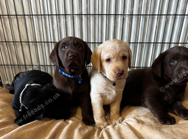 Labrador puppies
