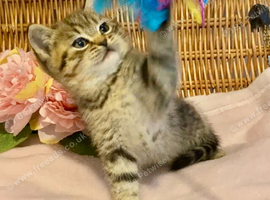 BEAUTIFUL CHUNKY BSH BOY (READY NOW)