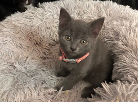 Beautiful Pedigree Russian Blue kittens