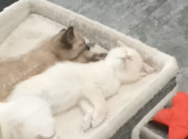Pure White Kittens / 1 male, 1 female