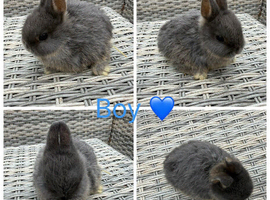 1 baby male purebred Netherland dwarfs