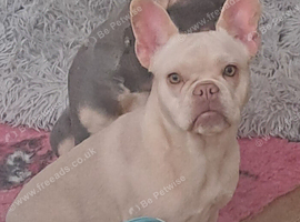 Shirley PET HOME ONLY