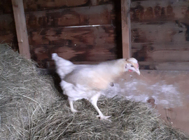Beautiful blue egg laying hens