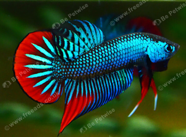 Rare wild Betta imbellis, Siamese fighting fish. UK bred