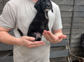 Double vaccinated labradoodles top quality