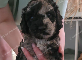 Adorable miniature poodles for sale &pound;1250. Available 16th July