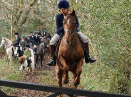 14.1hh competition pony