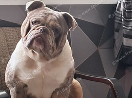 Olde English bulldog