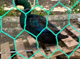 Free Cayuga Ducks