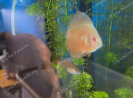 Albino pearl dimond