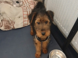 One Airedale terrier puppie from champion bloodline
