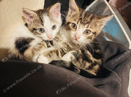 2 Beautiful mixed breed kittens