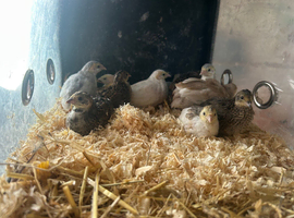 Button quail for sale