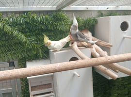 Pair cockatiel