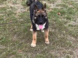 American Akita female pup
