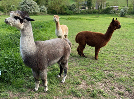 Alpacas for sale