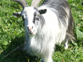 two pet pygmy goats for sale
