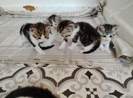 Kittens for sale