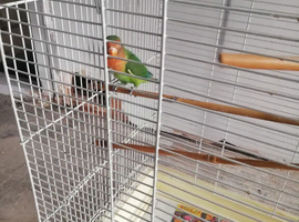Peach-Faced Lovebird for Sale