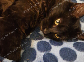2 black kittens